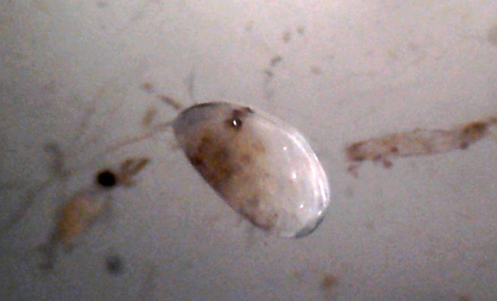 Proviamoci con gli Ostracodi marini